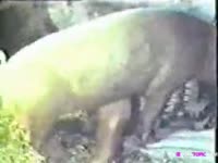 People having sex with animals zoophilia porn compilation